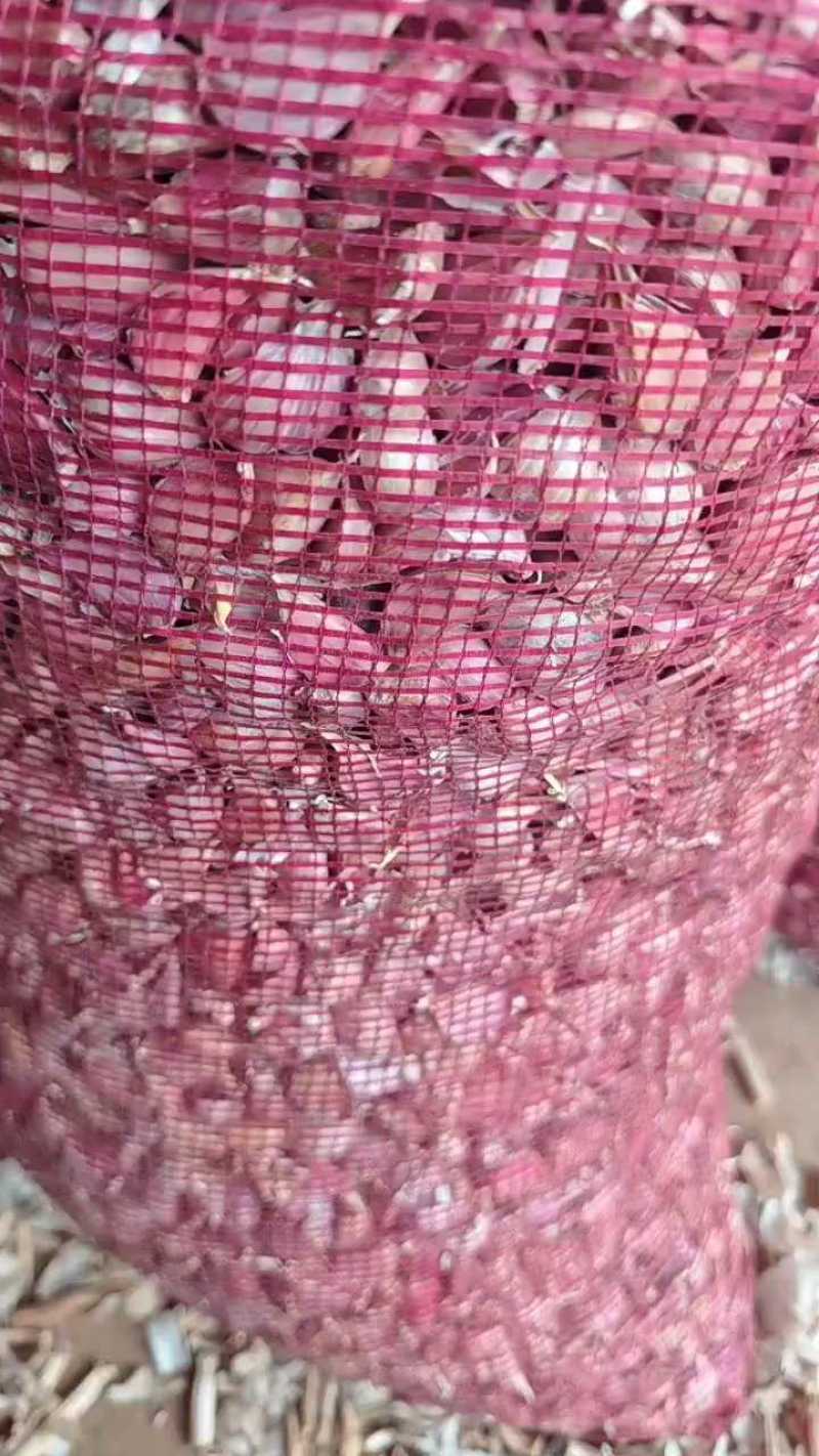 优质蒜苗种子