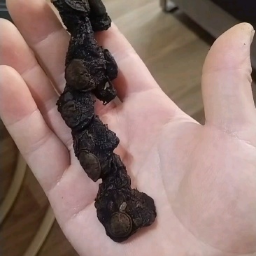 九制黄精