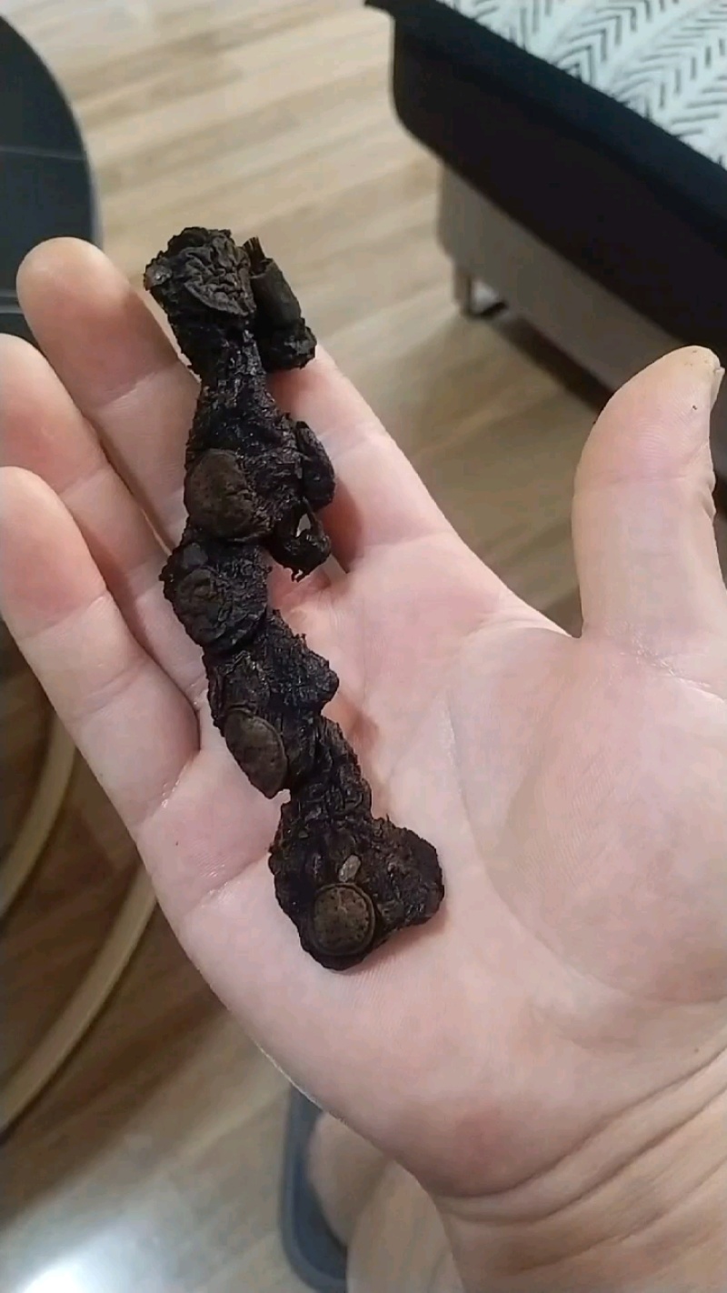 九制黄精