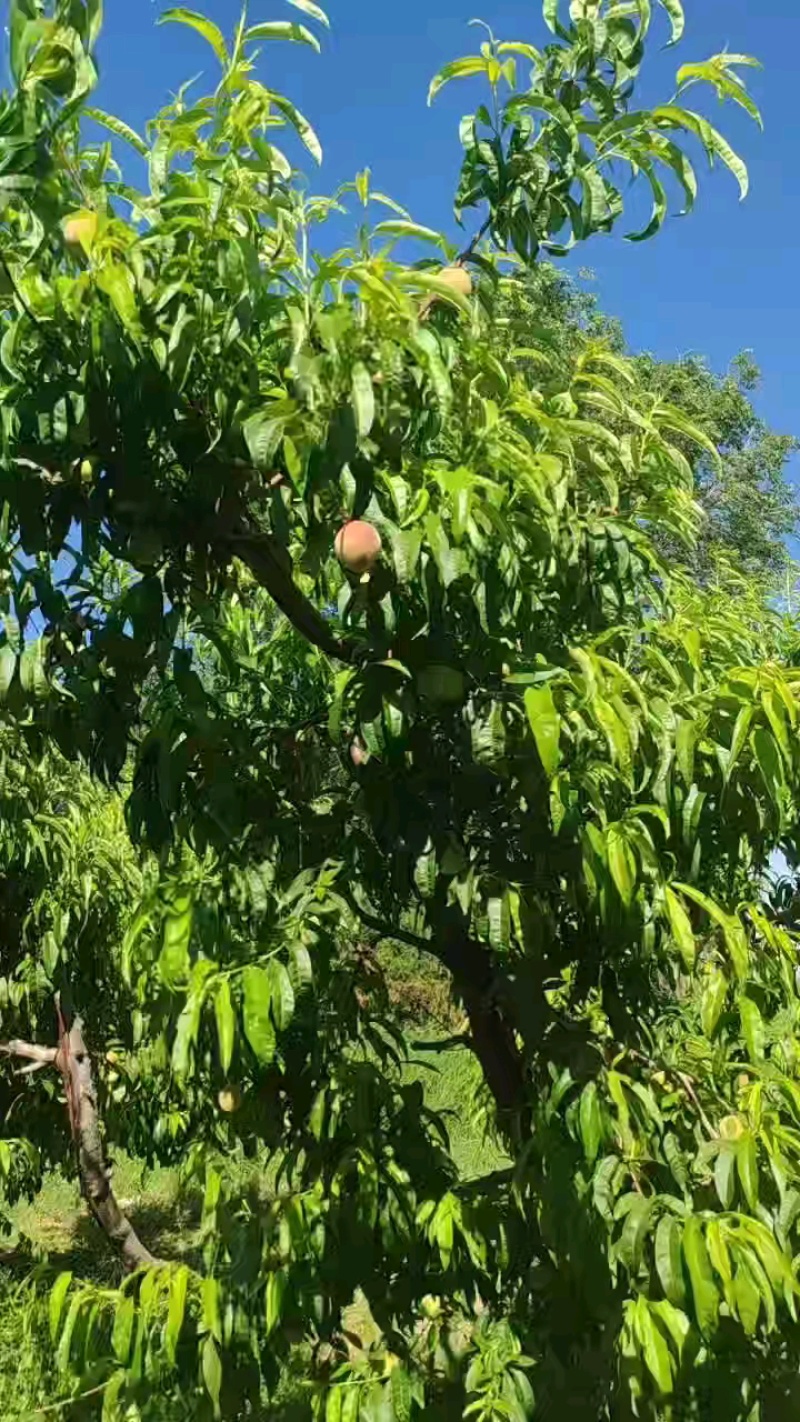 生态园鲜杏，焦黄甜面，来晚就没了！