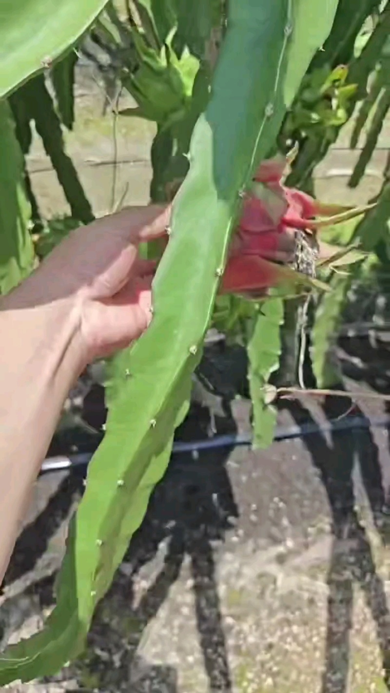 红心火龙果现摘现发新鲜供应批发商超**一条龙服务