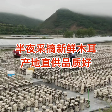 【干净无沙】肥厚脆爽人工挑选随用随泡不熏不染质优