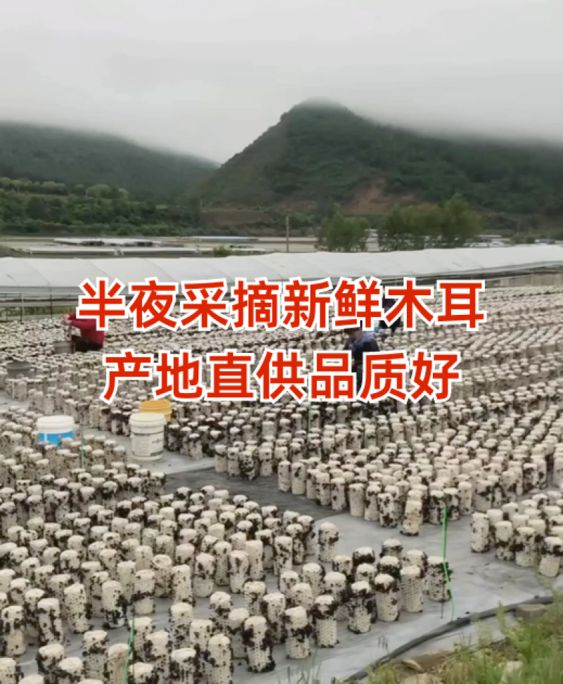 【干净无沙】肥厚脆爽人工挑选随用随泡不熏不染质优