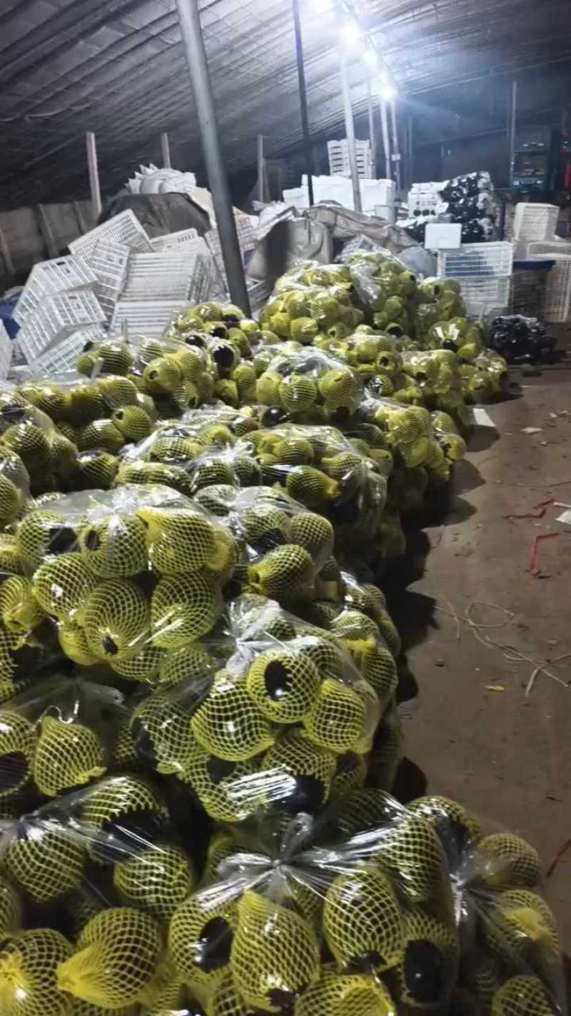 产地圆茄子大量供货，多规格包装直发！