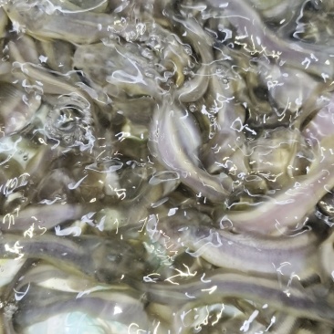 本地塘虱鱼苗八胡子鲶鱼苗塘角鱼苗高密度淡水养殖保质保量