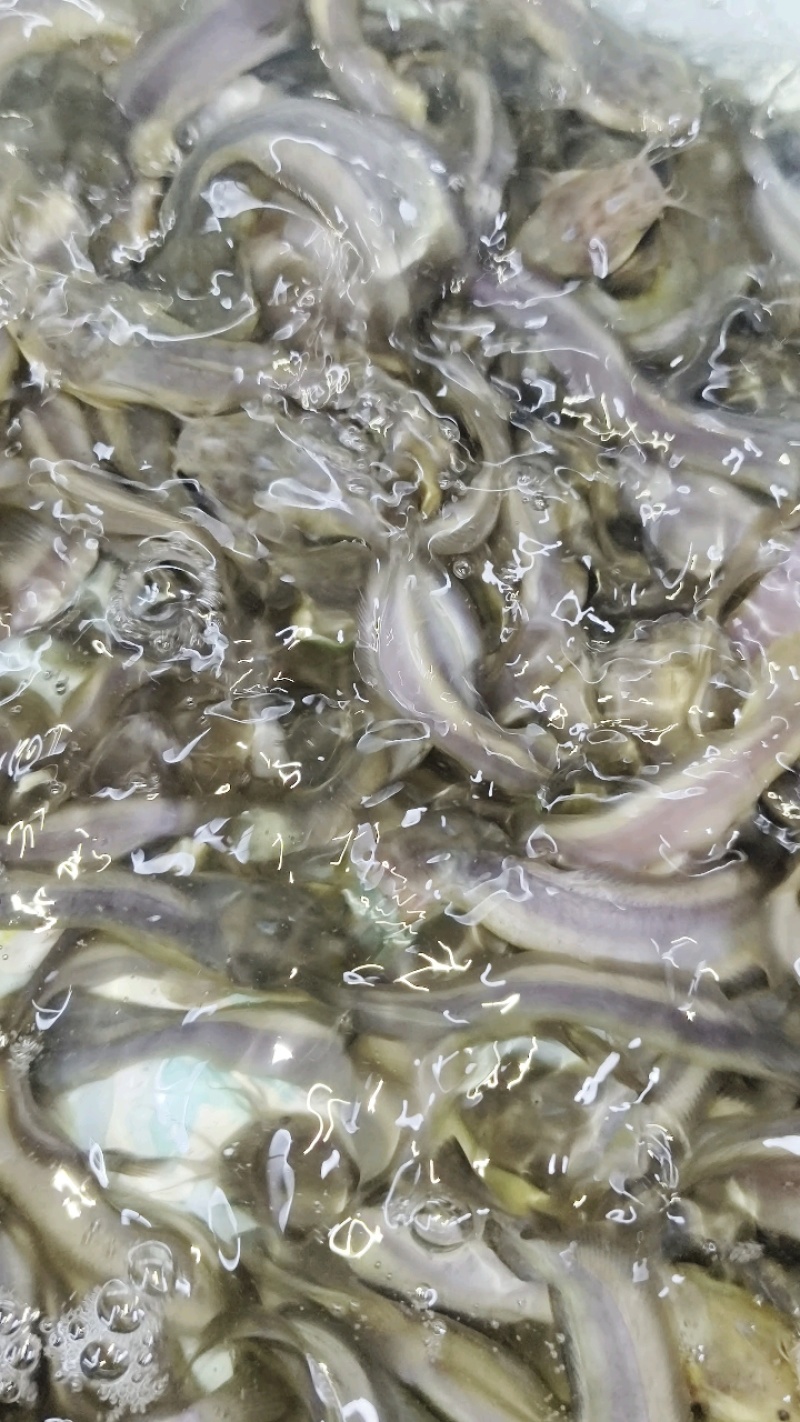 本地塘虱鱼苗八胡子鲶鱼苗塘角鱼苗高密度淡水养殖保质保量