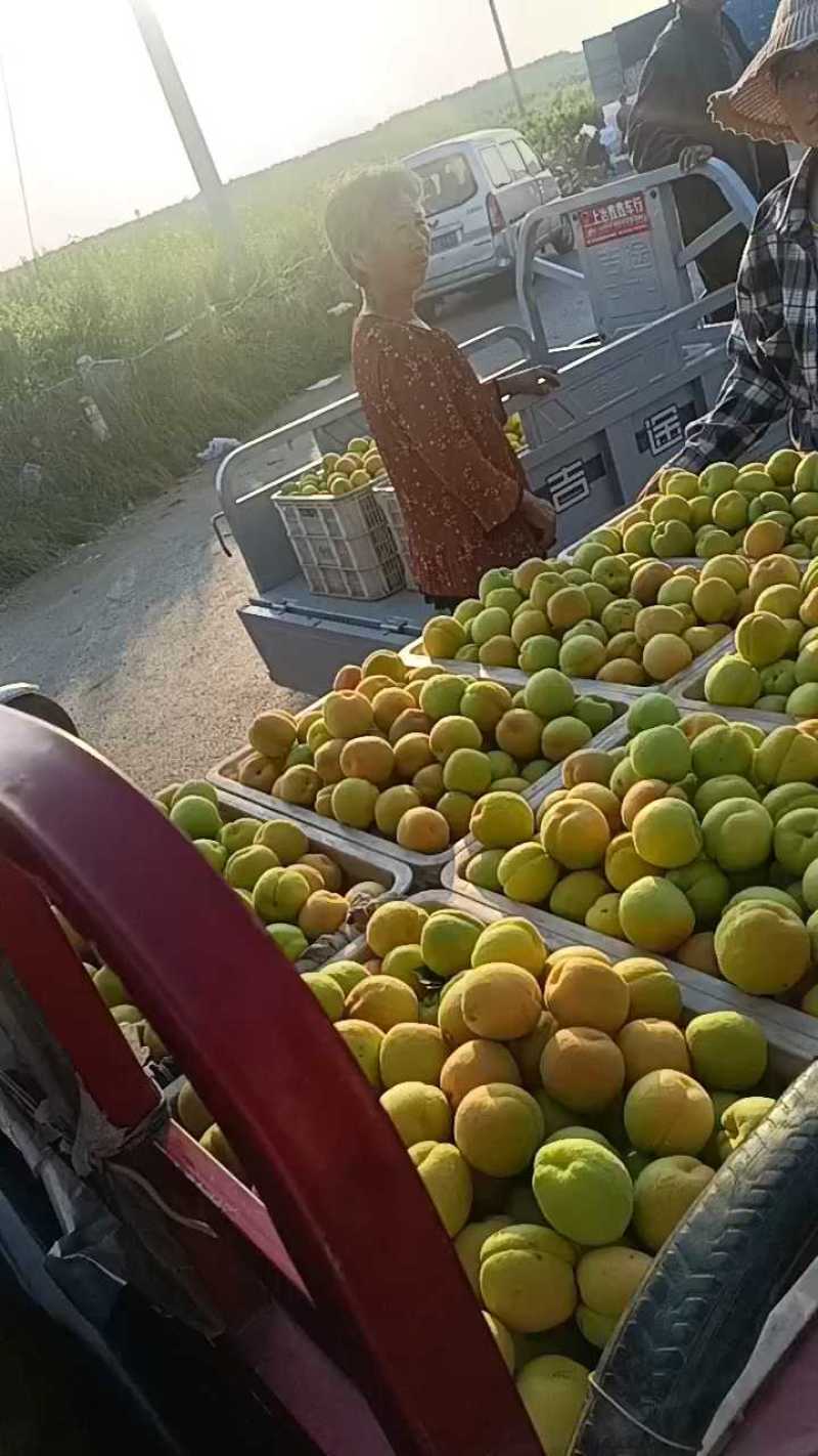 万亩凯特杏产地大量上市六零起步，颜色黄脆甜多汁糖度十八以
