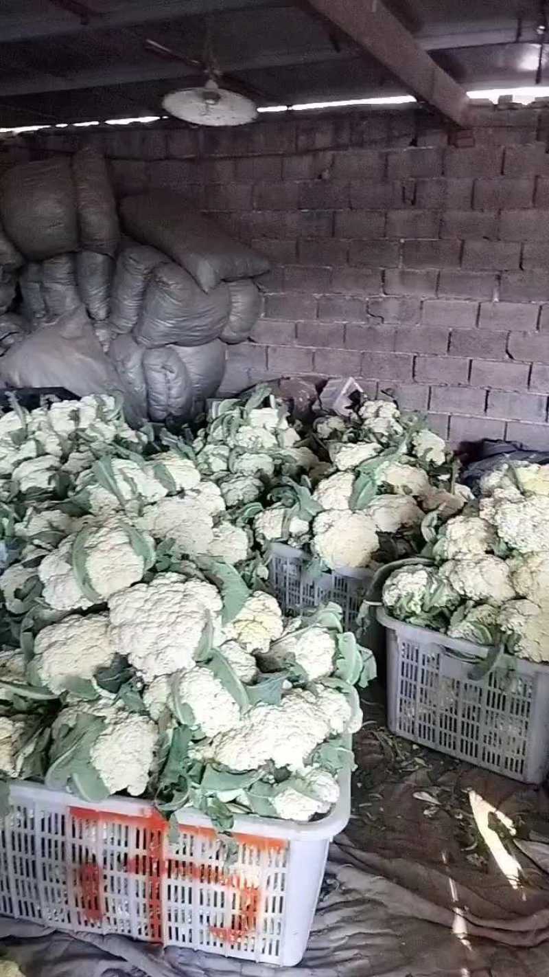有机花产地大量有货，青梗白面，三四毛！