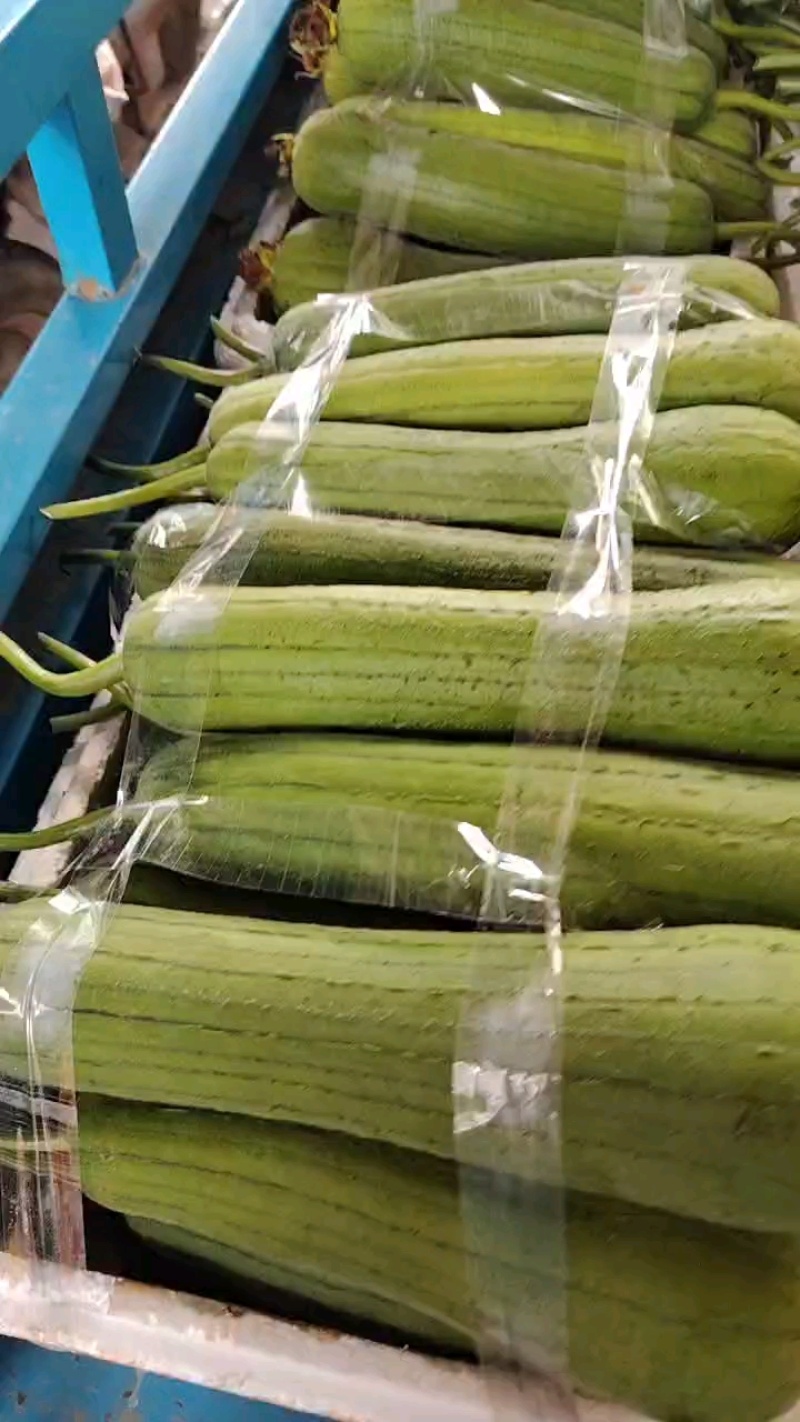 露天丝瓜大小不一，大棚丝瓜个头较大。