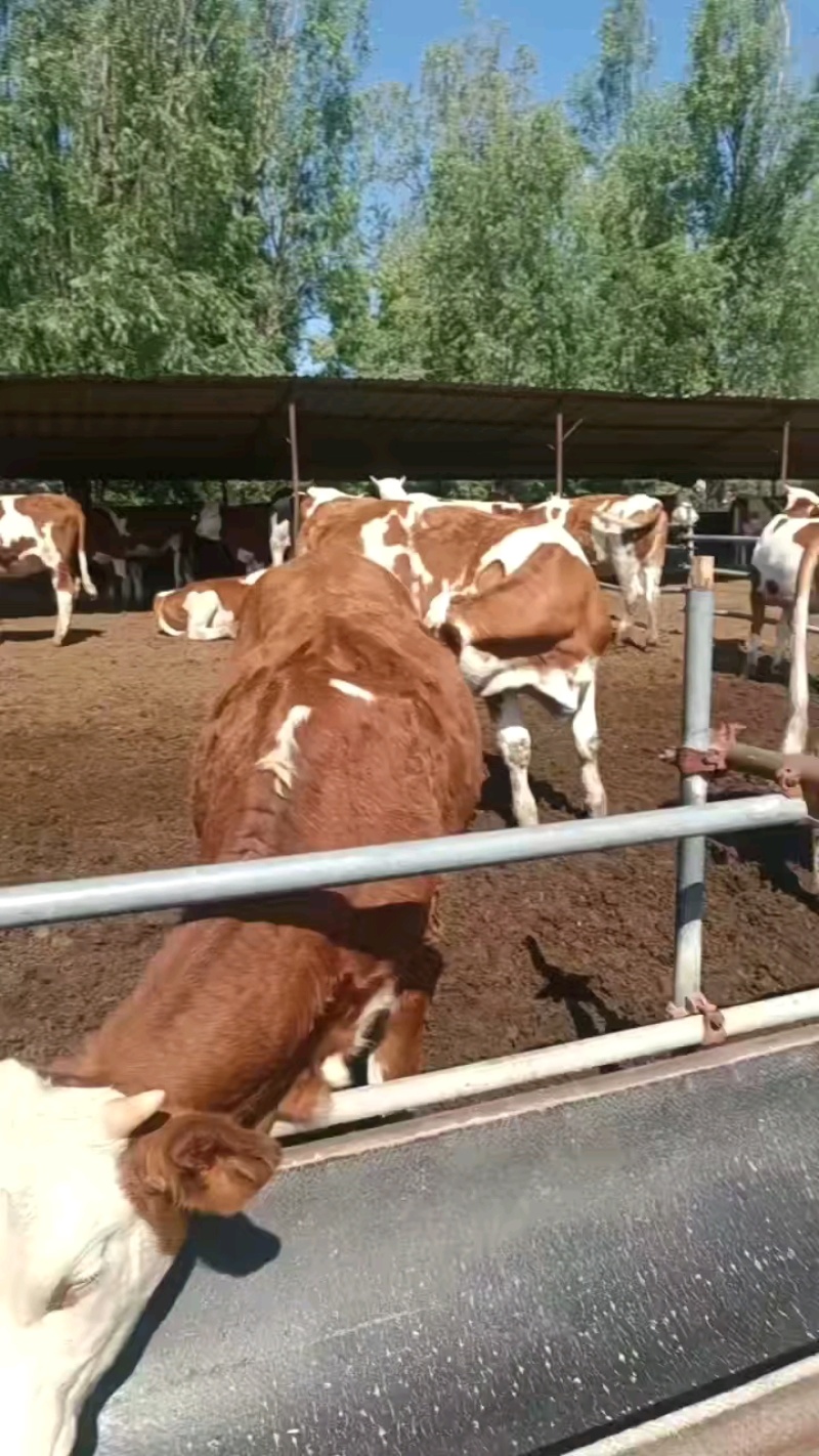 牛
