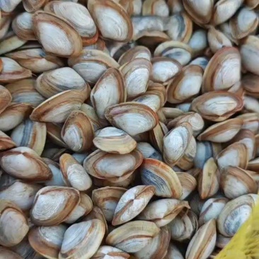 连云港海瓜子产地直发，可视频看货，欢迎致电联系