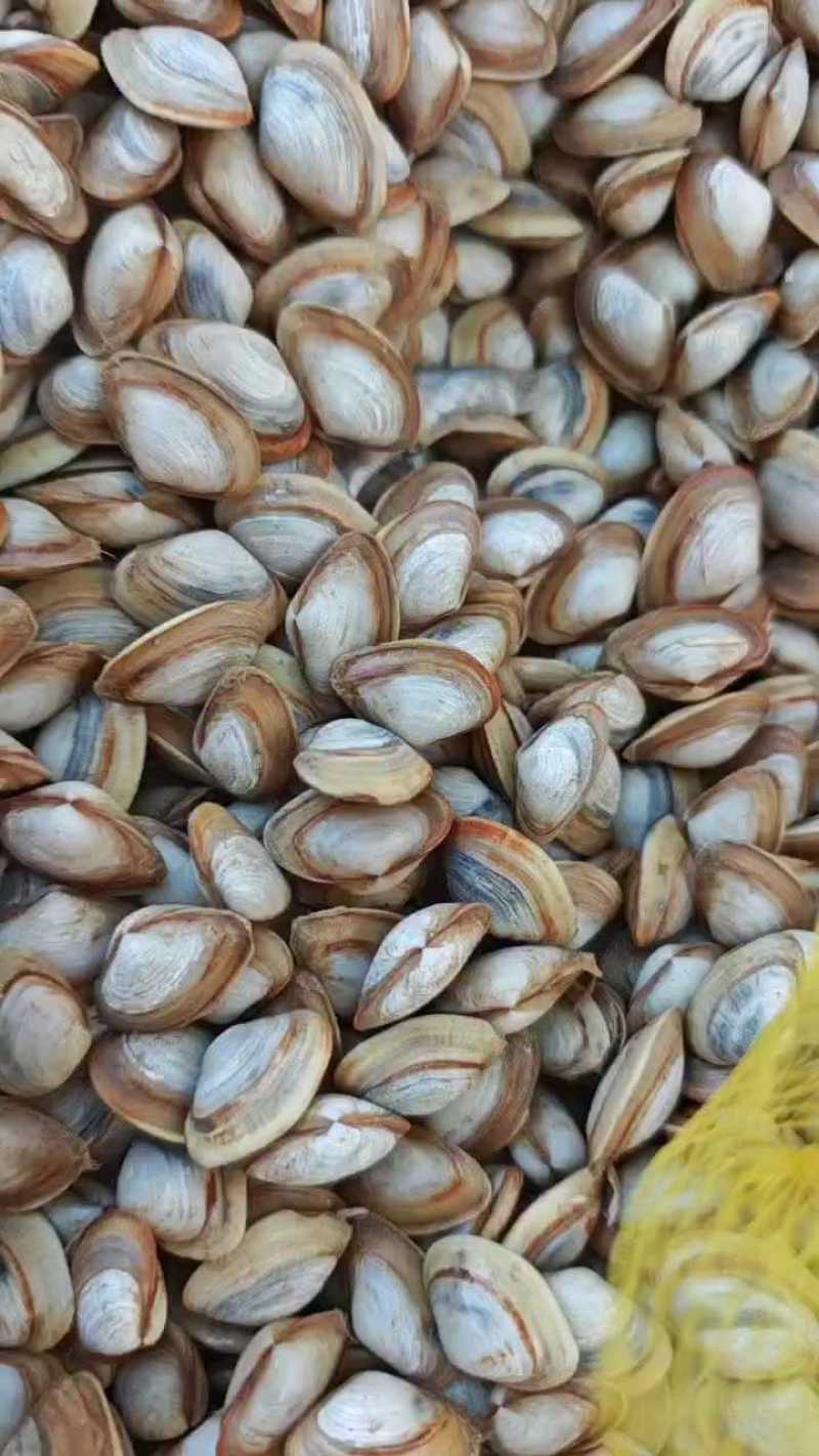 连云港海瓜子产地直发，可视频看货，欢迎致电联系