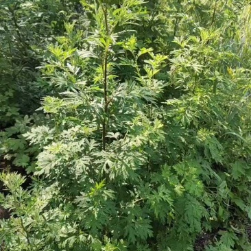 禽畜饲料喂养野生小叶艾香味足批发保证质量