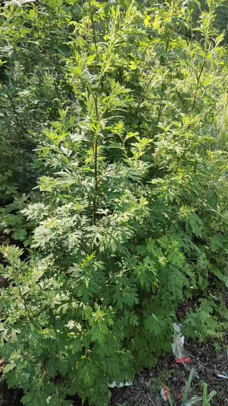 禽畜饲料喂养野生小叶艾香味足批发保证质量