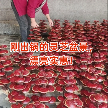灵芝工艺品摆件灵芝盆景造型多开业乔迁礼品源头基地