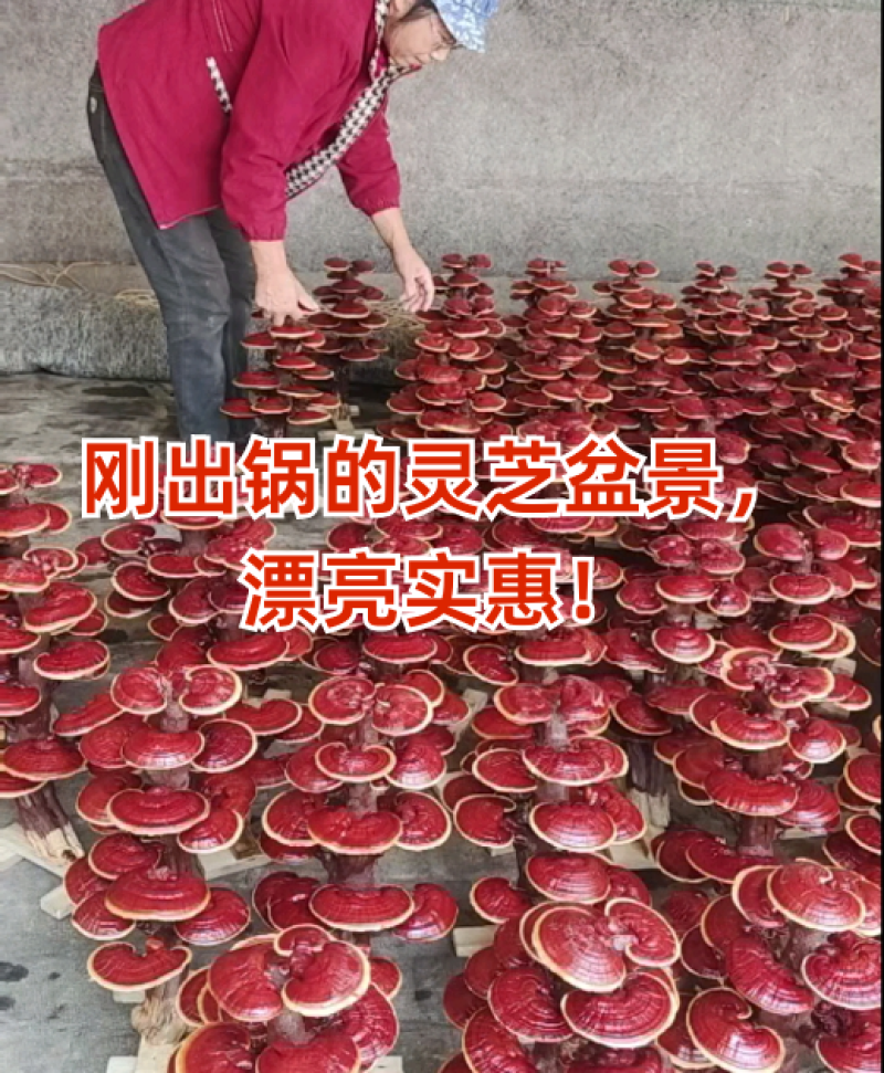 灵芝工艺品摆件灵芝盆景造型多开业乔迁礼品源头基地