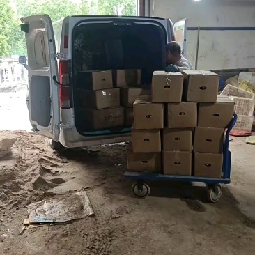 小白嘴山药产地直供，对接全国各大批发市场超市，电商团购。