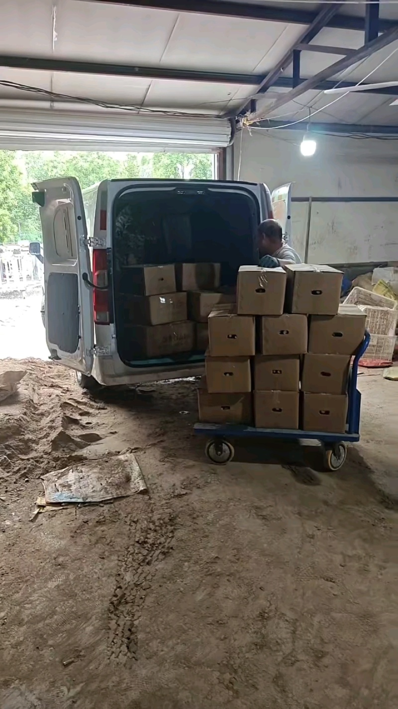 小白嘴山药产地直供，对接全国各大批发市场超市，电商团购。