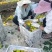 万亩凯特杏产地大量上市六零起步，颜色黄脆甜多汁糖度十八以