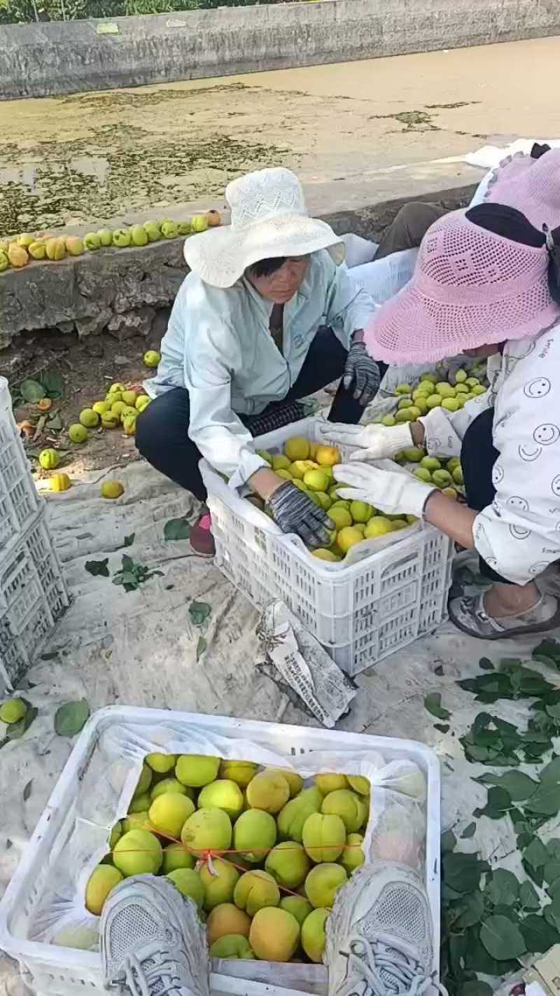 万亩凯特杏产地大量上市六零起步，颜色黄脆甜多汁糖度十八以