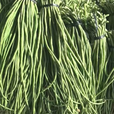 长豆角，精品长豆角，大量上市中，产地直销，对接全国商超，