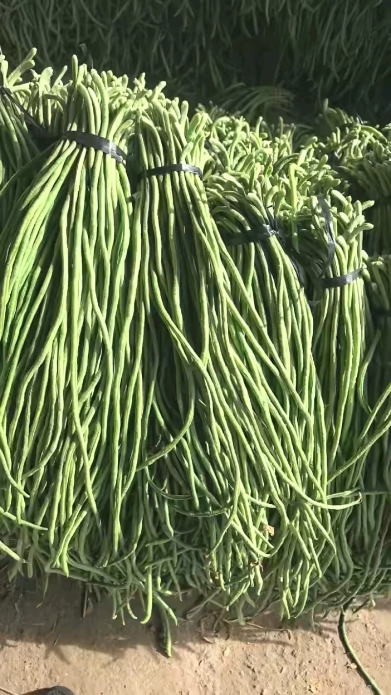 长豆角，精品长豆角，大量上市中，产地直销，对接全国商超，
