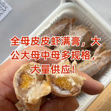 鲜活特大公皮皮虾母虾蒸熟虾姑虾婆虾爬子濑尿虾活虾熟冻新鲜