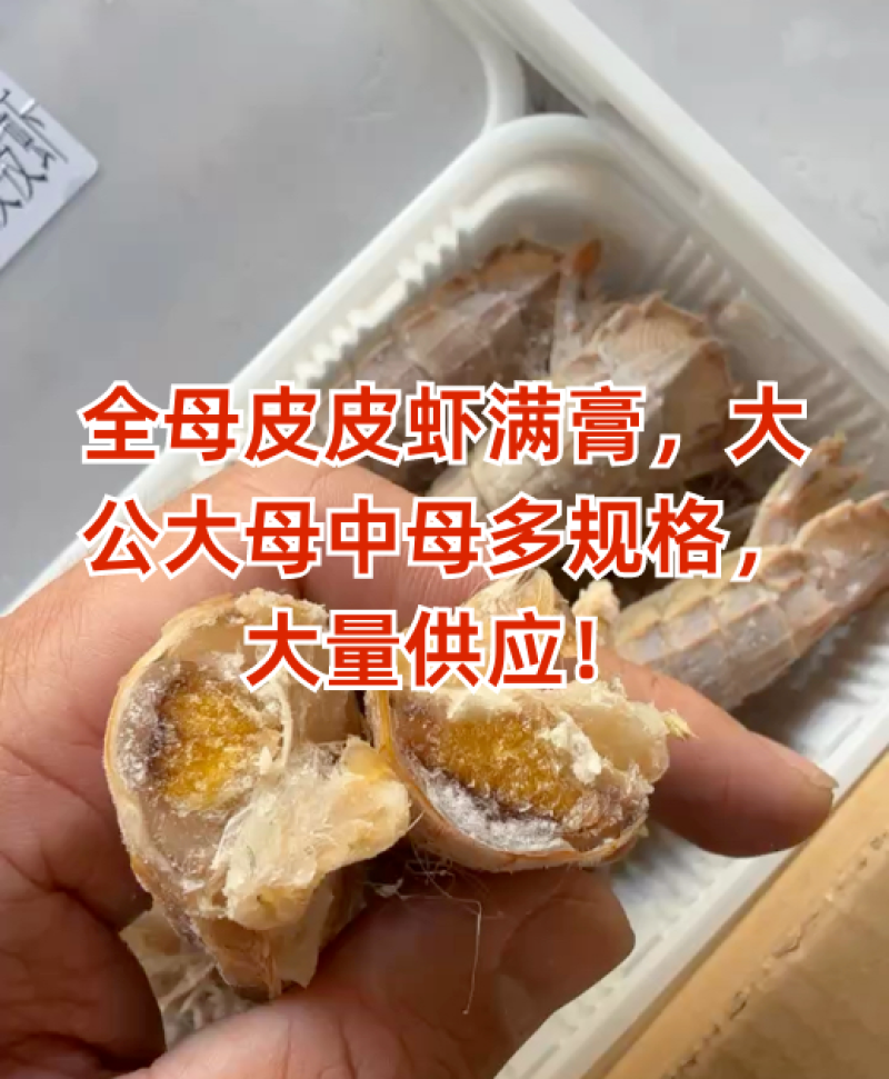 鲜活特大公皮皮虾母虾蒸熟虾姑虾婆虾爬子濑尿虾活虾熟冻新鲜