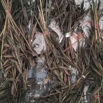 毛慈菇果夹，陕西宽叶毛慈菇种籽，一手货源，质量保证