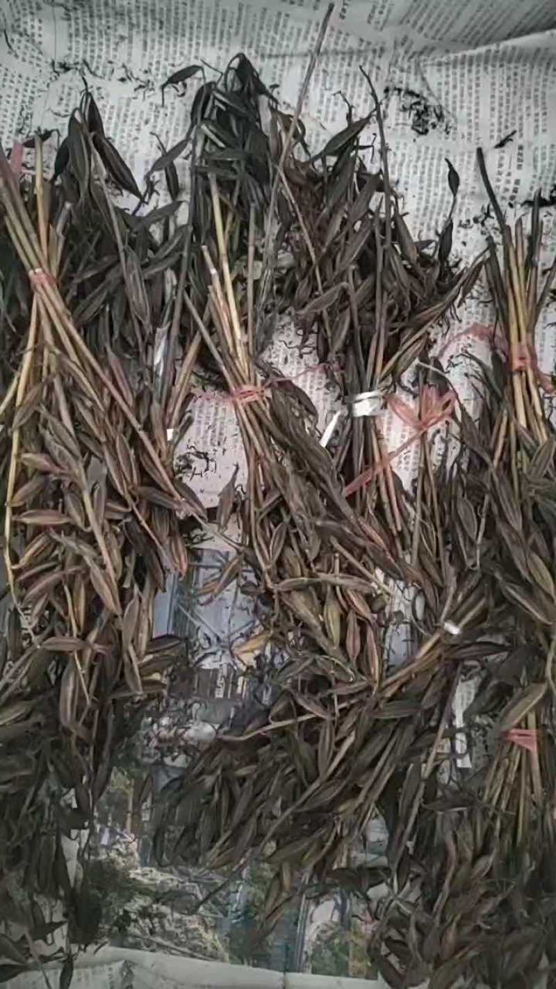 毛慈菇果夹，陕西宽叶毛慈菇种籽，一手货源，质量保证