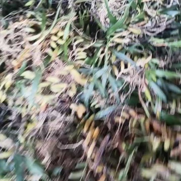 石橄榄