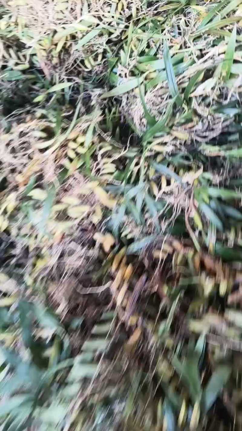 石橄榄