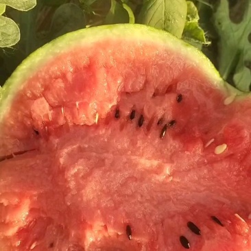 精品美都西瓜，薄皮熟透，货量充足。