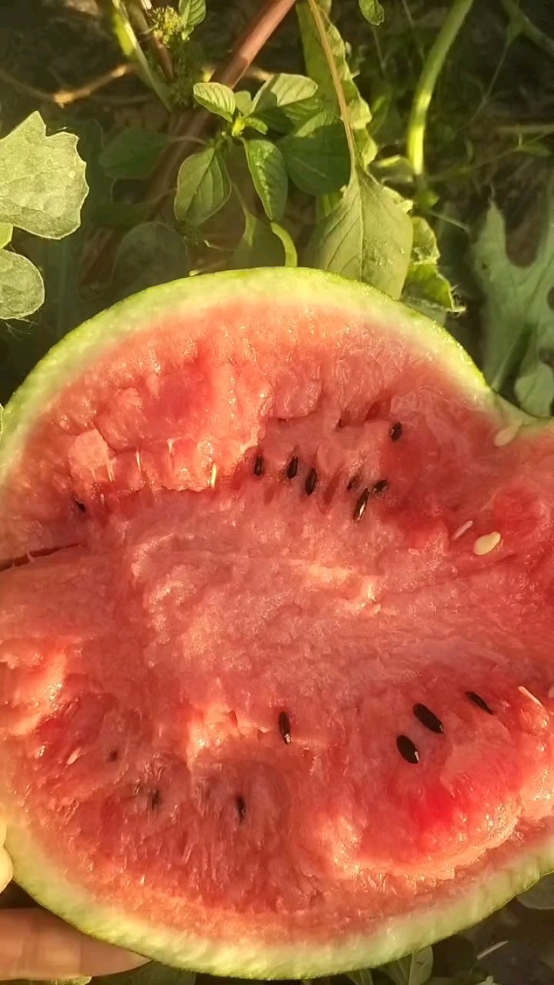 精品美都西瓜，薄皮熟透，货量充足。