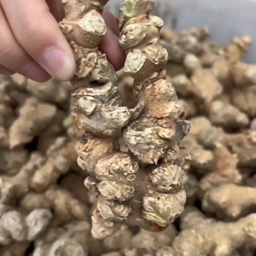 竹节参成品干货自产自销