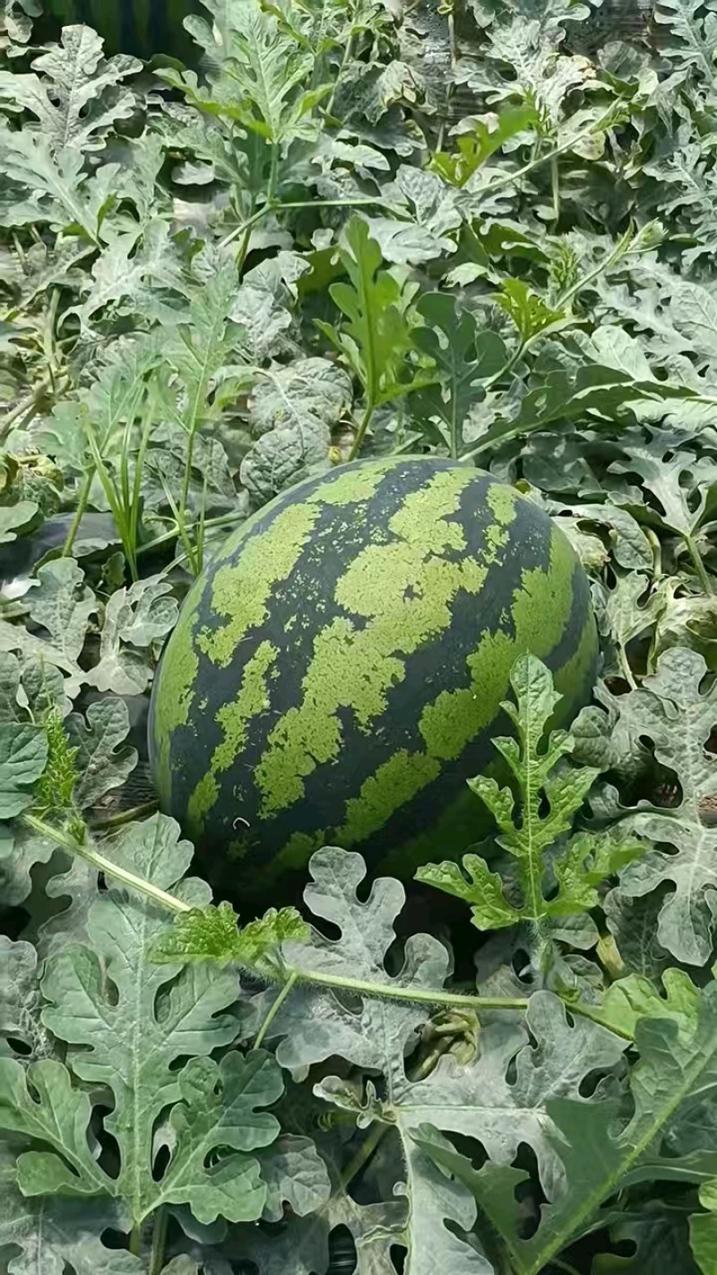 陕西蒲城甜王西瓜大量有货基地直供品质优可视频看货欢迎咨询