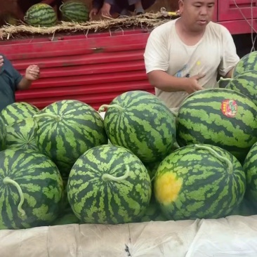 陕西蒲城甜王西瓜大量有货基地直供品质优可视频看货欢迎咨询