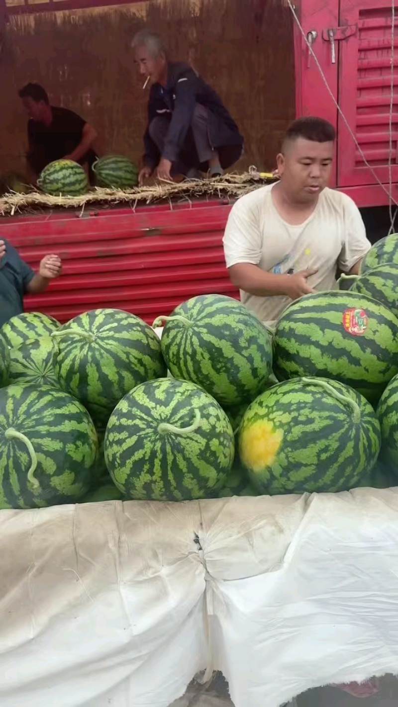 陕西蒲城甜王西瓜大量有货基地直供品质优可视频看货欢迎咨询