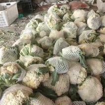 山东优质有机花菜大量批发一首货源，量大价优，保证质量