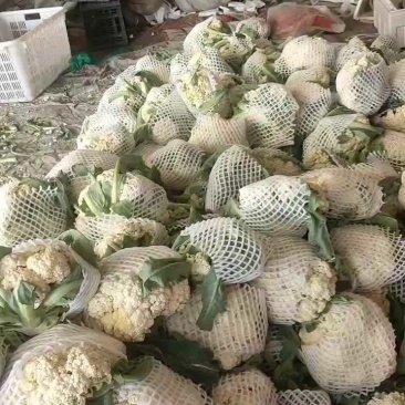 山东优质有机花菜大量批发一首货源，量大价优，保证质量