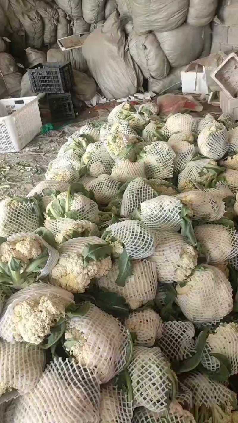山东优质有机花菜大量批发一首货源，量大价优，保证质量