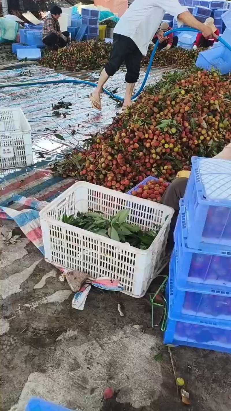 妃子笑荔枝上市了，欢迎前来考察预定，大量拿货