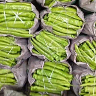 山东省潍坊青州市优质蔬菜大量上菜