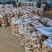 山东土豆批发【荷兰/沃土/V7】规格齐全/全国发货