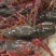 清水小龙虾，底板干净，肉质保满满，价格美丽，量大从优