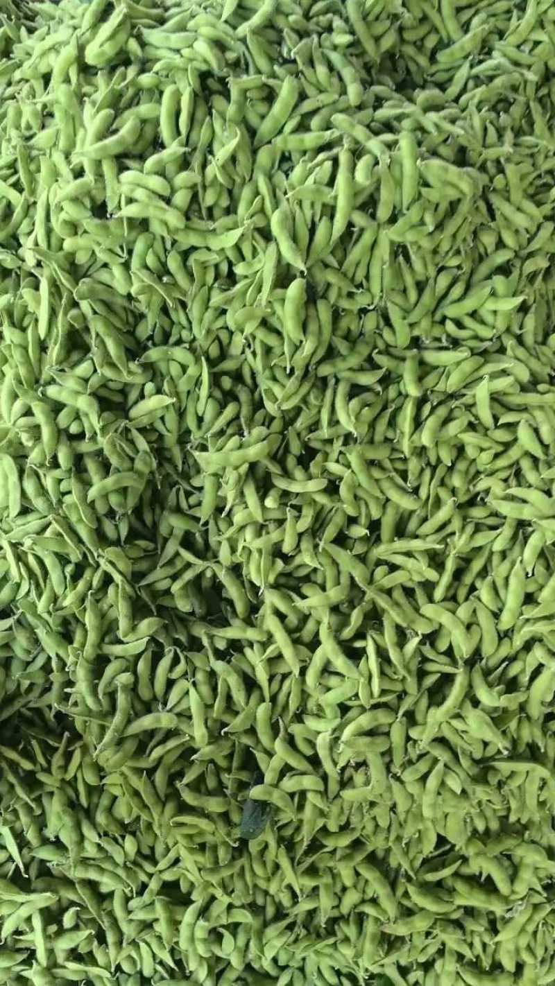安徽翠绿宝毛豆大量上市，产地直供，诚信经营，