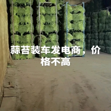 蒜苔，金乡蒜苔，电商，市场，一手货源无任何费用。一吨起