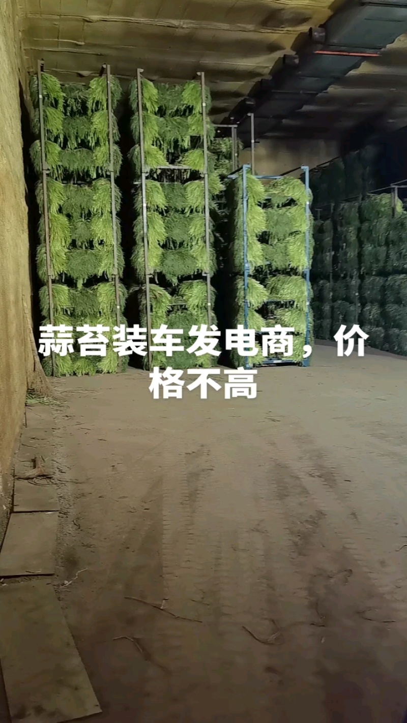 蒜苔，金乡蒜苔，电商，市场，一手货源无任何费用。一吨起