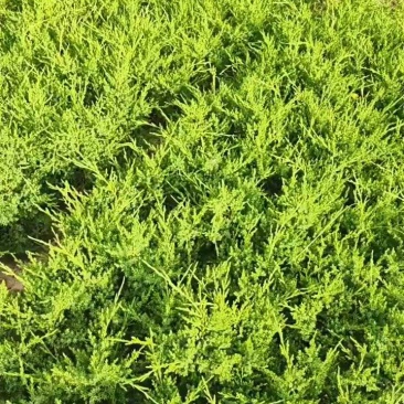 优质塔柏蜀桧常青树规格50~500公分高批零上市