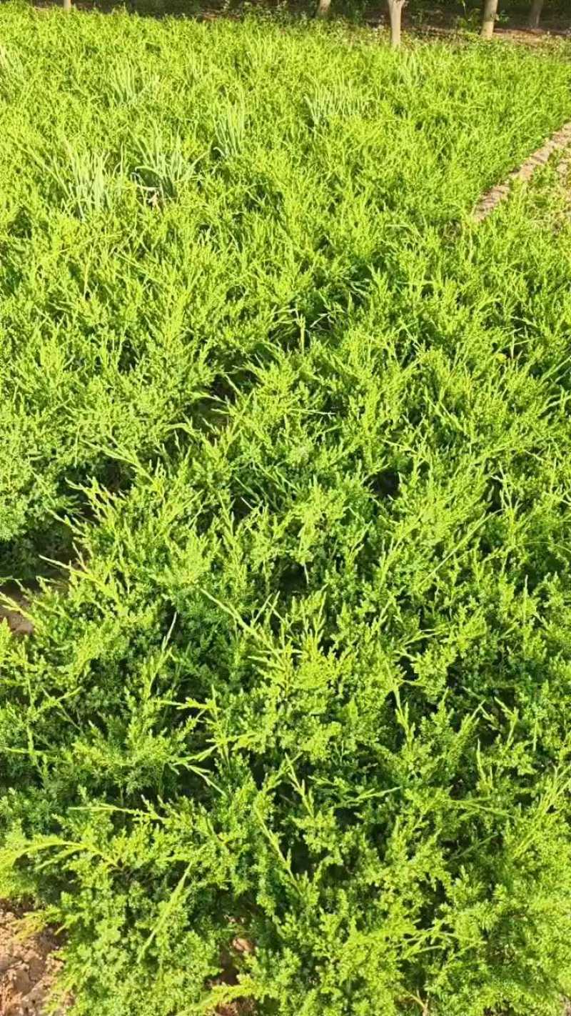 优质塔柏蜀桧常青树规格50~500公分高批零上市